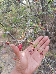 Condalia velutina