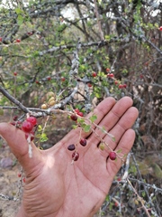Condalia velutina