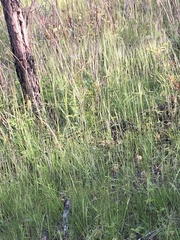 Hesperostipa spartea