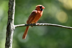 Cardinalis cardinalis