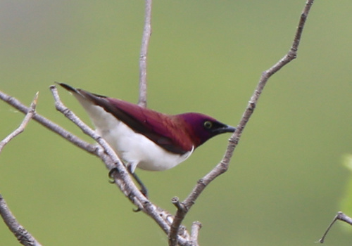 Violet-backed Starling