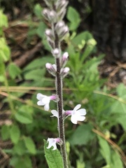Verbena carnea