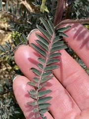 Astragalus trichopodus