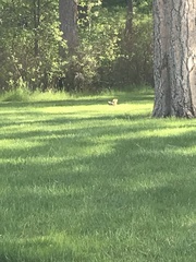 Sciurus carolinensis