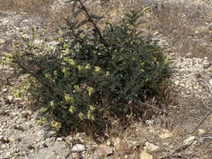 Astragalus trichopodus