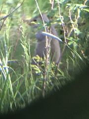 Sciurus carolinensis