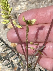Astragalus trichopodus