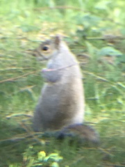 Sciurus carolinensis