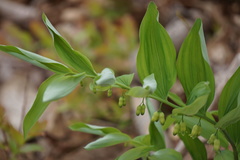 Polygonatum pubescens