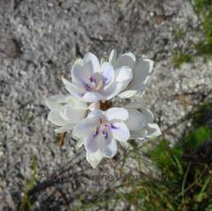 Thereianthus ixioides
