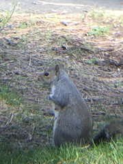 Sciurus carolinensis