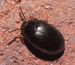 Platydema excavata