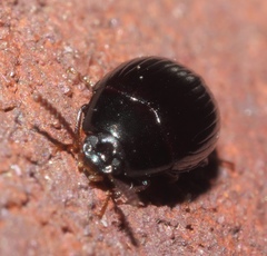 Platydema excavata