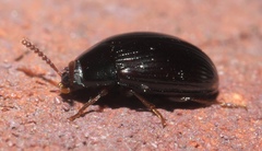 Platydema excavata