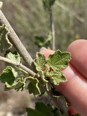 Malacothamnus fasciculatus