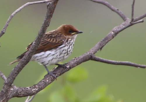 Violet-backed Starling