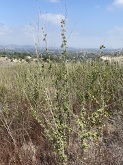 Malacothamnus fasciculatus