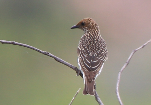 Violet-backed Starling