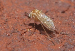 Procladius bellus