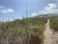 Malacothamnus fasciculatus