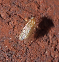 Procladius bellus