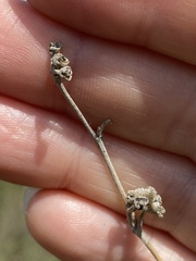 Malacothamnus fasciculatus