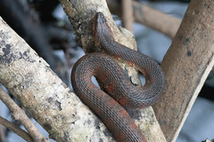 Nerodia fasciata