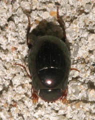 Pseudocanthon perplexus