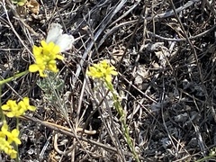 Heliopetes ericetorum