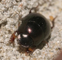 Pseudocanthon perplexus