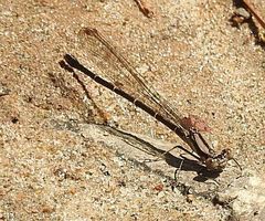 Argia tibialis