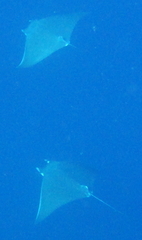 Mobula kuhlii