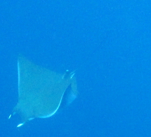 Mobula kuhlii