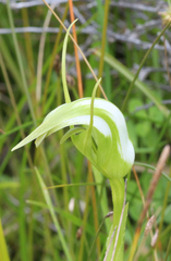 Pterostylis micromega