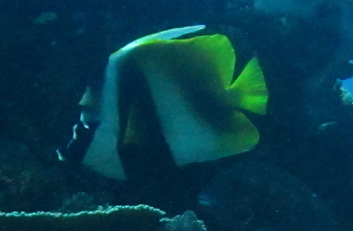 Heniochus monoceros