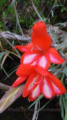 Gladiolus cardinalis