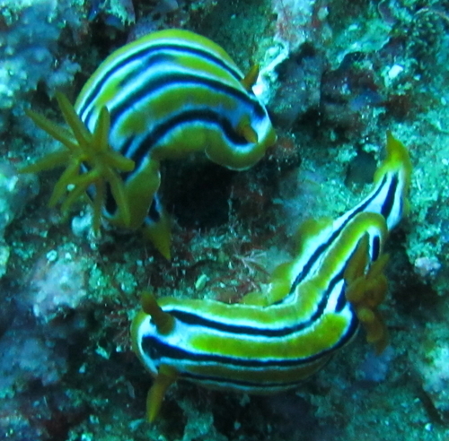Chromodoris celinae