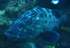 Epinephelus tukula