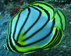 Chaetodon meyeri