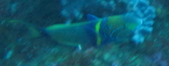 Thalassoma hebraicum
