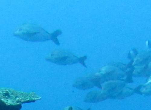 Lutjanus gibbus