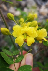 Erythrostemon mexicanus