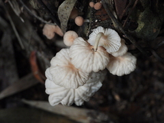 Marasmiellus alliiodorus