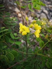 Erythrostemon mexicanus