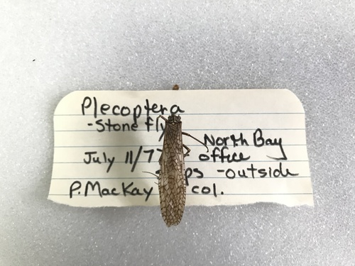 Pteronarcyidae
