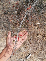 Condalia velutina