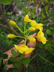 Erythrostemon mexicanus