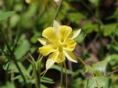 Aquilegia longissima
