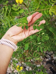 Erythrostemon mexicanus