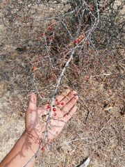 Condalia velutina